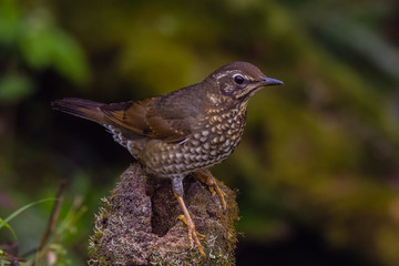 view of a beautiful bird in nature