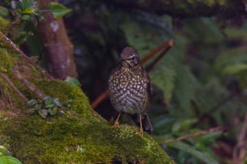 view of a beautiful bird in nature