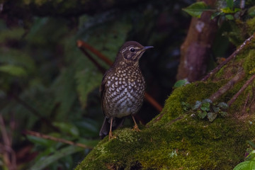 view of a beautiful bird in nature