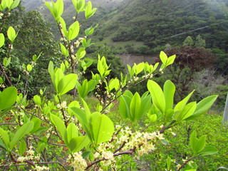 Erythroxylum coca - 	Erythroxylaceae