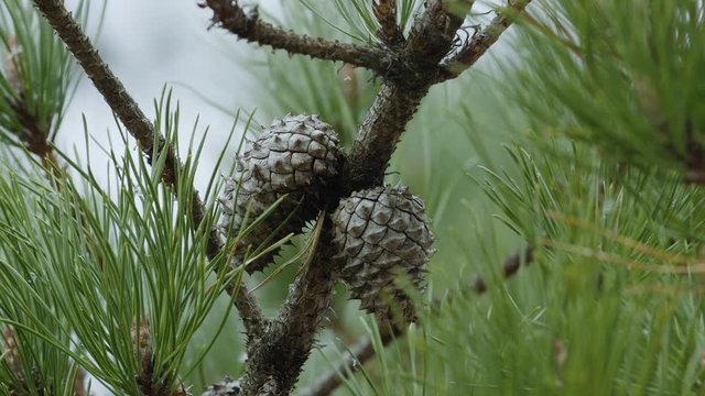 Closeup of pine cones on snowy branches during winter in Maine. Clip A.