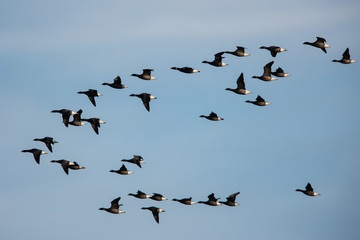 Brent Goose flying in blue sky. His Latin name is Branta bernicla.