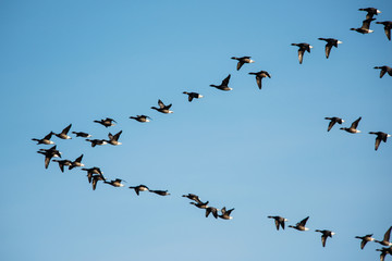 Brent Goose flying in blue sky. His Latin name is Branta bernicla.