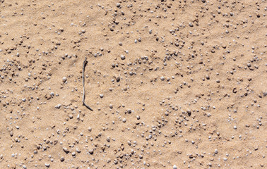 Small stick on desert surface, sand and small shells texture