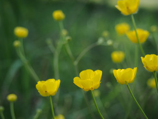 Spring full of fresh fragrant plants and flowers in the garden.