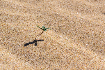 Small plant growing on a sandy dune