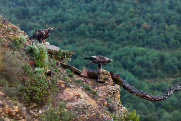 Golden eagle - AGUILA REAL(Aquila chrysaetos)
