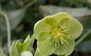 lime green flower