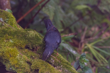 view of a beautiful bird in nature