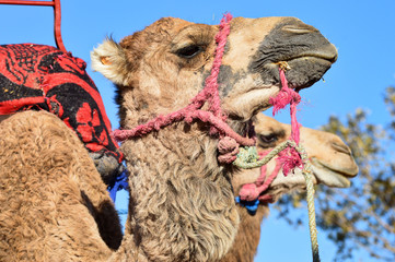 Camels in berber village in the Agafay desert in Morocco before ride