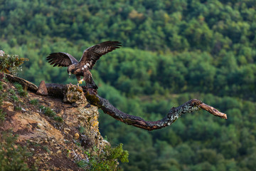Golden eagle - AGUILA REAL(Aquila chrysaetos)