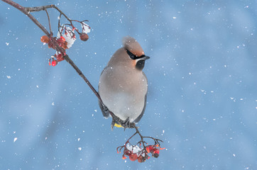 Bohemian waxwing (Bombycilla garrulus) feeding on frozen rowan berries in snowfall