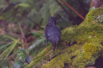 view of a beautiful bird in nature
