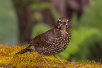 view of a beautiful bird in nature