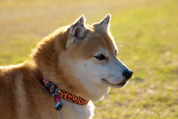 A cute Japanese Mame-Shiba Inu