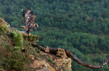 Golden eagle - AGUILA REAL(Aquila chrysaetos)