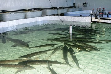 Broodstock of Amur sturgeon ( Acipenser schrenckii ) for artificial breeding on the fish hatchery. Khabarovsk Krai, far East, Russia.