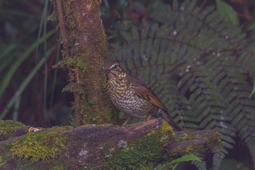 view of a beautiful bird in nature