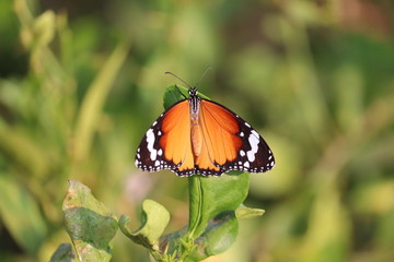 outdoors monarch butterfly insect on lime leaf
