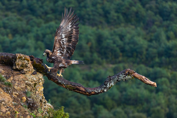 Golden eagle - AGUILA REAL(Aquila chrysaetos)