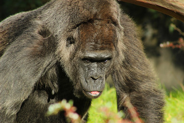 Gorilla in zoo