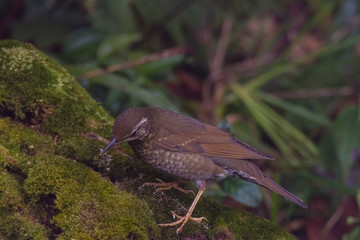 view of a beautiful bird in nature