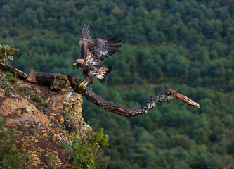 Golden eagle - AGUILA REAL(Aquila chrysaetos)
