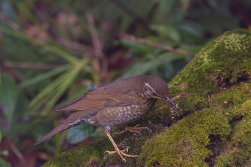 view of a beautiful bird in nature