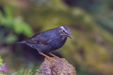 Obraz premium view of a beautiful bird in nature