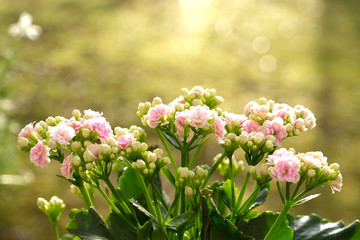 Blurred small pink flowers Kalanchoe blossfeldiana plant or Madagascar widow's-thrill with sparkling and glittering bokeh, sun flare and raindrops background. Natural morning sunlight and spring.