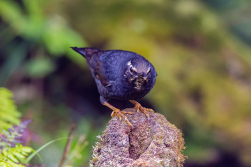 view of a beautiful bird in nature