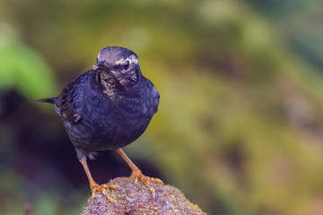 view of a beautiful bird in nature