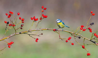 Fototapeta premium Eurasian blue tit - HERRERILLO COMUN (Cyanistes caeruleus)