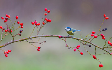 Fototapeta premium Eurasian blue tit - HERRERILLO COMUN (Cyanistes caeruleus)