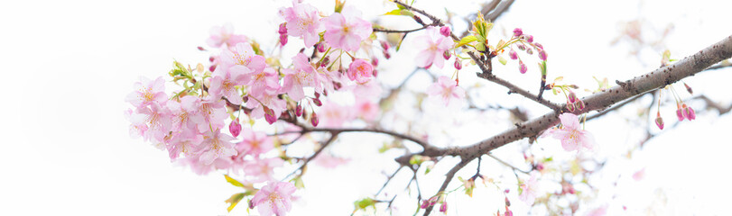 桜の花 河津桜 白背景