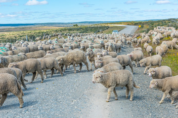 Herd of sheep on the road in Tierra del Fuego