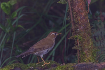 view of a beautiful bird in nature