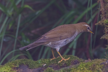 view of a beautiful bird in nature