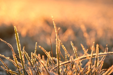 Blurred image of hoarfrost covered grass against sunlight during sunrise. Orange yellow and golden colour bokeh and warm red pink colour in the background. 