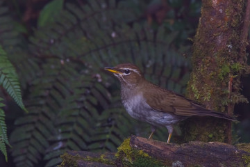 view of a beautiful bird in nature