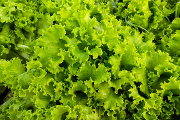 Fresh green salad in garden for background