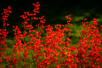 Fabulous Wallpaper of Cheerful Red Flowers