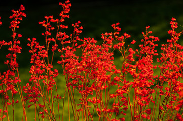 Fabulous Wallpaper of Cheerful Red Flowers