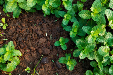 Fresh mint grow in the garden