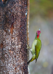 European green woodpecker - PITO REAL (Picus viridis)
