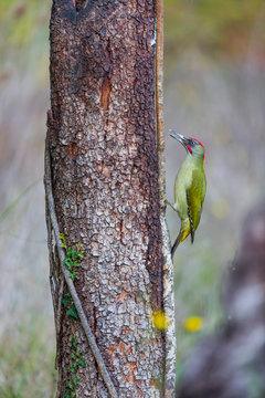 European green woodpecker - PITO REAL (Picus viridis)