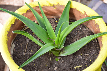 Green aloe vera plant in the yellow, ceramic flowerpot