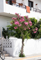 Fototapeta na wymiar House facade with plants.