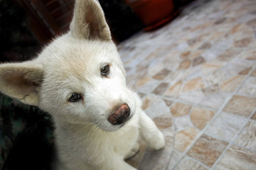 Akita puppy