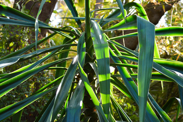 Jungle like green, big leaves, plants and trees in exotic destination